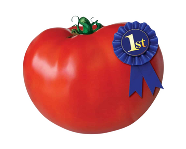 Original Blue Ribbon Hybrid Tomato Seeds
